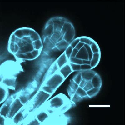 Mechanics of reproductive differentiation in the land plants: a paradigm shift?